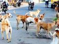 नाशकात मोकाट कुत्र्यांनी घेतला दोघांना चावा - Marathi News | Bites between two dogs taken by the mokat dogs in Nashik | Latest nashik News at Lokmat.com
