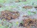 लासलगावी पावसामुळे पिकांना फटका - Marathi News | Crops hit by Lasalgaon rains | Latest nashik News at Lokmat.com