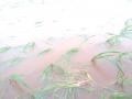अतिवृष्टीमुळे २१ हजार हेक्टरवरील पिकांचे नुकसान - Marathi News | Damage of crops on 3,000 hectares due to heavy rainfall | Latest nashik News at Lokmat.com