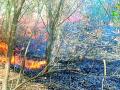 साडेतीन हजार वृक्षांना आगीची झळ - Marathi News | Three and a thousand trees suffer from fire | Latest vardha News at Lokmat.com