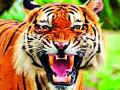 वाघाचा युवकावर हल्ल्याचा प्रयत्न - Marathi News | Tiger attempt to attack the youth | Latest vardha News at Lokmat.com