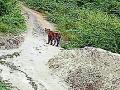 खाण परिसरात दोन वाघांचा वावर - Marathi News | Two tigers in the mine area | Latest yavatmal News at Lokmat.com