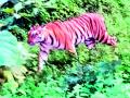 शिरपूर परिसरात वाघाचा वावर - Marathi News | In the Shirpur area, the tigers flutter | Latest yavatmal News at Lokmat.com