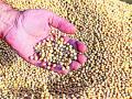 सोयाबीन बियाण्यांच्या कृत्रिम टंचाईची सखोल चौकशी करा - Marathi News | Investigate the artificial scarcity of soybean seeds | Latest yavatmal News at Lokmat.com