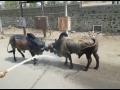 पिंपळगाव बसवंत येथे दोन वळूंची झुंज - Marathi News |  Pimpalgaon Baswant with two Bull battles | Latest nashik News at Lokmat.com