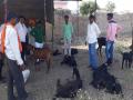 मादळमोहीमध्ये पाण्यातून २६ शेळ्यांना विषबाधा; १२ मृत्युमुखी - Marathi News | 26 goats poisoning in water in Manmad 12 dead | Latest beed News at Lokmat.com