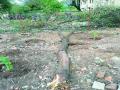 बेकायदेशीररीत्या वृक्षाच्या फांद्या तोडल्या - Marathi News |  Unlawfully cutting tree branches | Latest nashik News at Lokmat.com