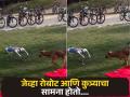कुत्रा रोबोटसमोर आला आणि मग झालं असं काही, बघा व्हिडीओ.... - Marathi News | Stray dog encounters a robot dog at IIT Kanpur video goes viral | Latest social-viral News at Lokmat.com
