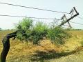 खोलापूरनजीक विद्युत पोल लोंबकळले - Marathi News | The electric poles were found in Kholapur | Latest amravati News at Lokmat.com