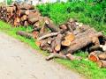 परवानगी मिळाली 27 ची, वृक्ष कापले 57 - Marathi News | Permission granted 27, tree cut 57 | Latest bhandara News at Lokmat.com