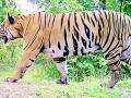 वाघाने एक महिन्यात केली पाच जणांची शिकार - Marathi News | The tiger hunted five people in one month | Latest bhandara News at Lokmat.com