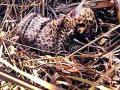 मादी बिबट नवजात पिलांकडे फिरकेना - Marathi News | The female leopard reared the newborn baby | Latest bhandara News at Lokmat.com