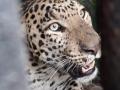 दुडगावला बिबट्या जेरबंद - Marathi News | Leopards seized in Dudgaon | Latest nashik News at Lokmat.com