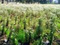 भाजीपाल्याऐवजी फुलांच्या शेतीकडे वाढतोय कल - Marathi News | Instead of vegetable, the trend towards flower farming is increasing | Latest chandrapur News at Lokmat.com
