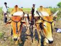 कोरोनाच्या सावटात मशागतीचीे कामे - Marathi News | Agriculture works in the shadow of Corona | Latest chandrapur News at Lokmat.com