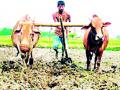 जिल्ह्यातील शेतकरी कर्जाच्या ओझ्याखाली - Marathi News | Farmers in the district under debt burden | Latest chandrapur News at Lokmat.com