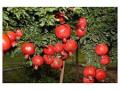 डाळिंब मातीमोल - Marathi News | Pomegranate clay | Latest nashik News at Lokmat.com