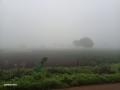धुक्याचा खरिपाच्या पिकांवर व रब्बीच्या रोपांवर विपरीत परिणाम - Marathi News | Adverse effects of fog on kharif crops and rabi seedlings | Latest nashik News at Lokmat.com