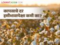 Cotton Rates : दसऱ्याच्या मुहूर्ताच्या खरेदीआधी कापसाचे दर कमी का आहेत? काय आहेत कारणे? - Marathi News | Cotton Rates : Why cotton rates are low before Dussehra Muhurta shopping? What are the reasons? | Latest agriculture News at Lokmat.com