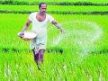 दामदुप्पट किंमत मोजणाऱ्या शेतकऱ्यांनाच युरियाचे वाटप - Marathi News | Allocation of urea only to farmers who pay double price | Latest gadchiroli News at Lokmat.com