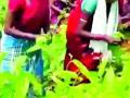 तेंदू घटकांना यावर्षीही बसणार मंदीचा फटका - Marathi News | This year, the tendons will be hit by a slowdown | Latest gadchiroli News at Lokmat.com