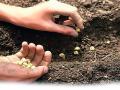 बाजारातले महागडे बियाणे कशाला, घरातलेच धान करेल तुम्हाला मालामाल - Marathi News | Why expensive seeds in the market? | Latest gadchiroli News at Lokmat.com