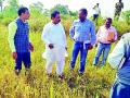 १३० हेक्टर पैकी १९ हेक्टरमध्येच रोवणी - Marathi News | In the field of 19 hectares out of 130 hectare | Latest gondia News at Lokmat.com