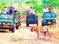 व्याघ्र प्रकल्पात आता खासगी वाहनांनाही प्रवेश - Marathi News | The tiger project now also has access to private vehicles | Latest gondia News at Lokmat.com