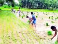 उन्हाळी पिक लागवडीवरील निर्बंध हटविले - Marathi News |  Remains restrictions on summer crop plantation | Latest gondia News at Lokmat.com