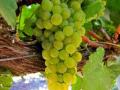 द्राक्ष उत्पादकांची दोन कोटींची फसवणूक - Marathi News | Two crore fraud of grape growers | Latest nashik News at Lokmat.com