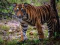 चंद्रपूर महाऔष्णिक केंद्राच्या प्रवेशद्वाराजळ आला ‘वाघोबा’ - Marathi News | Tiger came near entrance of Chandrapur meteorological station | Latest chandrapur News at Lokmat.com
