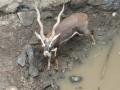 काळविटाला जीवदान - Marathi News | Life to blackbuck | Latest jalana News at Lokmat.com