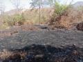 काजूबागेसह गवतगंजीला आग, नाटळ-थोरले मोहुळ येथील घटना - Marathi News | Incident in the fire, theater and the thieves in Mohul, along with the cashew to the grassgangge | Latest sindhudurga News at Lokmat.com