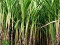 दिंडोरी तालुक्यात यंदा उसाची गोडी वाढणार - Marathi News | Sugarcane will be grown in Dindori taluka this year | Latest nashik News at Lokmat.com