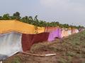 रंगबेरंगी साड्यांनी नटल्या द्राक्षबागा - Marathi News |  Knitted grapes with colorful sarees | Latest nashik News at Lokmat.com