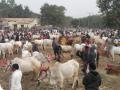 तळोद्याच्या पशू मेळाव्यात एक कोटीची उलाढाल - Marathi News | One crore turnover at the cattle rally at Talod | Latest nandurbar News at Lokmat.com