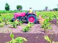 पाच एकर केळीवर फिरवले रोटाव्हीटर - Marathi News | Rotaviter rotated on five acres of banana | Latest jalgaon News at Lokmat.com