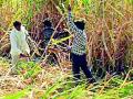 शेकडो हेक्टरवरील ऊस शेतातच उभा - Marathi News | Sugarcane on hundreds of hectares stands in the field | Latest yavatmal News at Lokmat.com