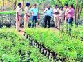 सिंगदच्या आधुनिक रोपवाटिकेची पाहणी - Marathi News | Modern Nursery Study of Singer | Latest yavatmal News at Lokmat.com