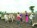 सुखसरी बरसल्या, शेतकरी सुखावला - Marathi News | It rained happily, the farmer was happy | Latest amravati News at Lokmat.com
