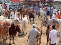दुष्काळामुळे चाराप्रश्न गंभीर, पशुधन बाजारात - Marathi News | Fourfold severe due to drought, livestock markets | Latest beed News at Lokmat.com