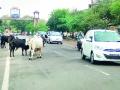 गंगापूरला मोकाट जनावरांचे कोंडवाडे गायब - Marathi News | Gangapur Kondwade of Mokat animals disappeared | Latest nashik News at Lokmat.com