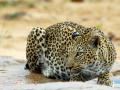 चंद्रपूर जिल्ह्यात शाळेतील बाथरुममध्ये शिरला बिबट्या - Marathi News | Leopard in the school bathroom in Chandrapur district | Latest chandrapur News at Lokmat.com