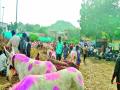पौष पौर्णिमेनिमित्त श्रीक्षेत्र जेजुरीत गाढवांचा बाजार - Marathi News | Donkey Market due to paush pornima festival in Jejuri | Latest pune News at Lokmat.com