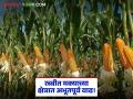 Rabi Sowing : राज्यातील मक्याचे क्षेत्र का वाढले? रब्बी हंगामाचा पेरा शेवटच्या टप्प्यात! - Marathi News | Rabi Sowing: Why has the area of maize increased in the state? Sowing of the Rabi season is in the final stage! | Latest agriculture News at Lokmat.com