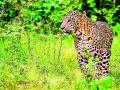 विद्यापीठात पुन्हा बिबट्याचा संचार - Marathi News | Leopard communication in the university again | Latest amravati News at Lokmat.com