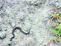 एकाच ठिकाणी आढळले ३७ साप - Marathi News | 37 snakes found in one place | Latest amravati News at Lokmat.com