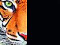 काजळी परिसरातही वाघाची चर्चा - Marathi News | Talk about Tiger in Kajali area | Latest amravati News at Lokmat.com