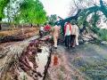 वादळामुळे वृक्ष कोसळल्याने दर्यापूर-अमरावती मार्ग तीन तास बंद - Marathi News | Due to the collapse of tree due to the storm, the Darayapur-Amravati route closed for three hours | Latest amravati News at Lokmat.com