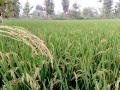 धान निसवले पण लोंबीत दाणाच नाही - Marathi News |  Paddy escapes, but there is no grain in it | Latest bhandara News at Lokmat.com